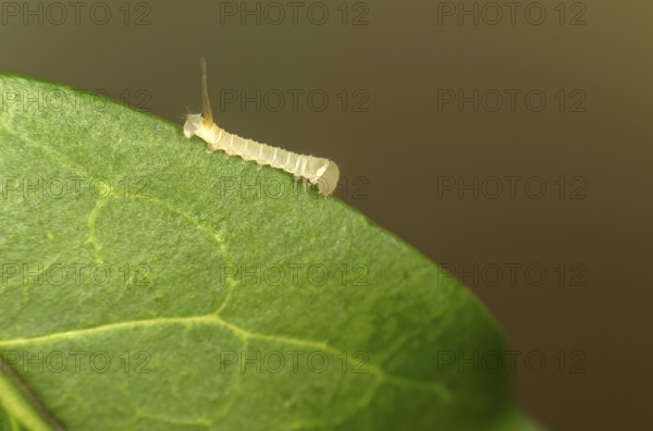 Caterpillar of the death's-head hawkmoth (Acherontia atropos) in the younger caterpillar stage, Valais, Switzerland