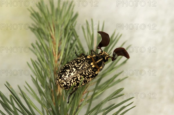 Turkish cockchafer (Polyphylla fullo), male, Valais, Switzerland