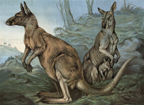 Kangaroos with young in pouch, Australia, two adult kangaroos with a young in a natural environment, authentic reproduction of a school mural, historic, around 1900