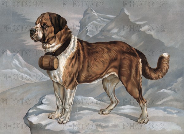 Saint Bernard or St. Bernard dog breed, here as a rescue dog with keg on the collar, legend, A Saint Bernard standing watchfully on a snowy mountain ledge with a barrel on his neck, authentic reproduction of a school wall painting, historical, around 1900