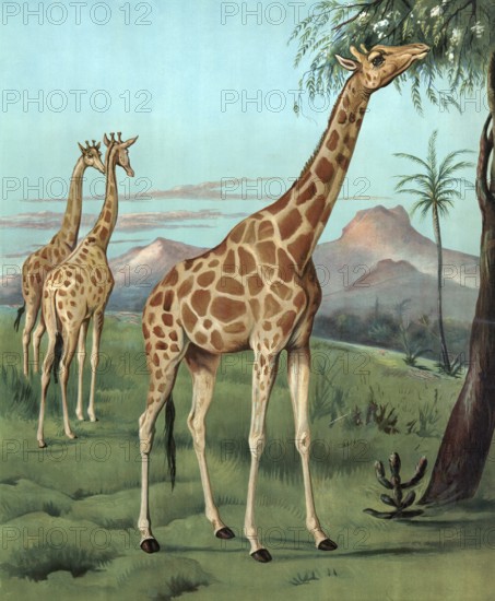 Giraffes in Serengeti, Africa, giraffes in a savanna landscape with mountains in the background and tree in the foreground, authentic reproduction of a school mural, historic, around 1900