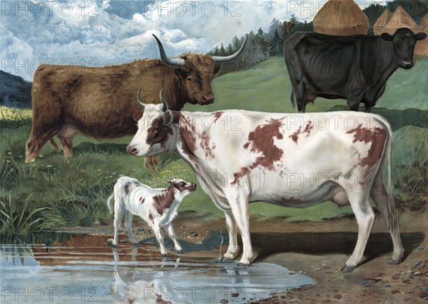 Cows, various species, in the pasture at a waterhole, cows and a calf in a meadow by the water, a peaceful rural scene, authentic reproduction of a school mural, historic, around 1900
