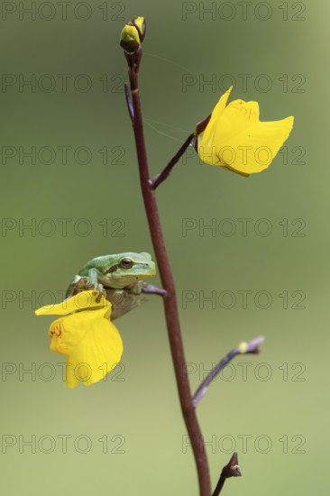 European tree frog (Hyla arborea), Zandvort, Netherlands