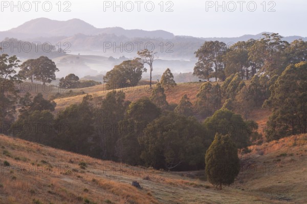 Typical Australian cultural landscape with eucalyptus trees and grazing cattle on a pasture. Early morning with light fog creating a calm rural atmosphere. Murwillumbah, New South Wales, Australia