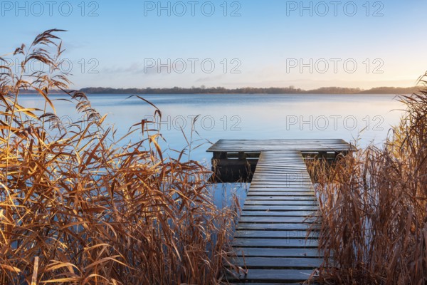 Morning atmosphere at Schaalsee, wooden walkway in reed belt under blue sky, reeds in autumn colors, Schaalsee Biosphere Reserve, Mecklenburg-Western Pomerania, Germany