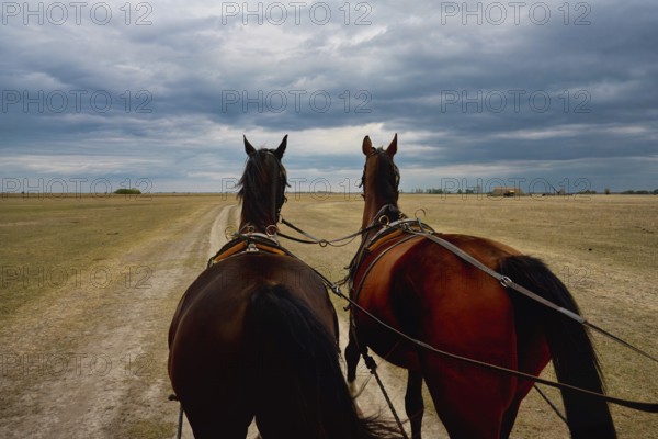 View over two Horses pulling a cart in the puszta, Hungary