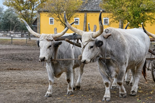 Steppe cattle conduction demonstration, Puszta, Hungary