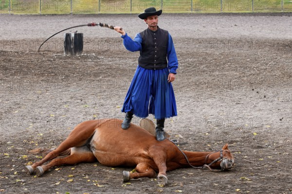 Obedience demonstration between a man and his horse, Puszta, Hungary