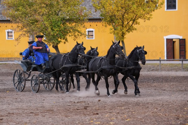 Riding demonstration, Man conducting a team of horses, Puszta, Hungary