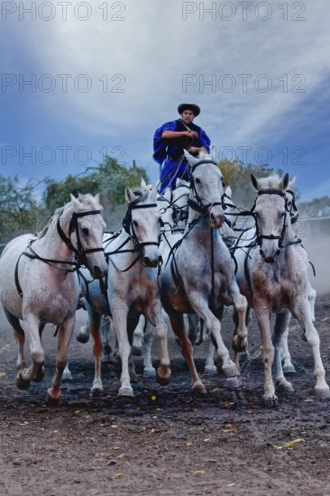 Riding demonstration, Rider standing on the last two horses of a galloping horse team, Puszta, Hungary
