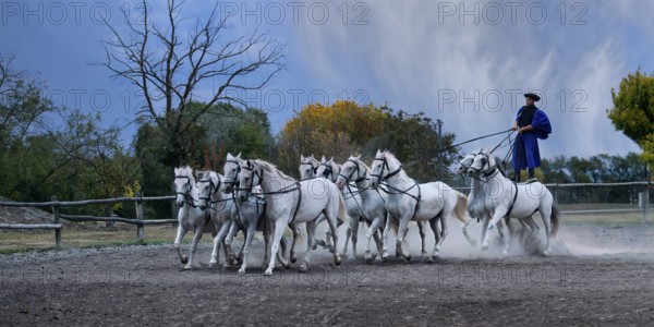 Riding demonstration, Rider standing on the last two horses of a galloping horse team, Puszta, Hungary