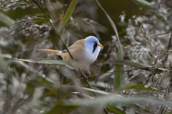 A bearded tit (Panurus biarmicus) male in typical habitat, reed dweller, Denmark