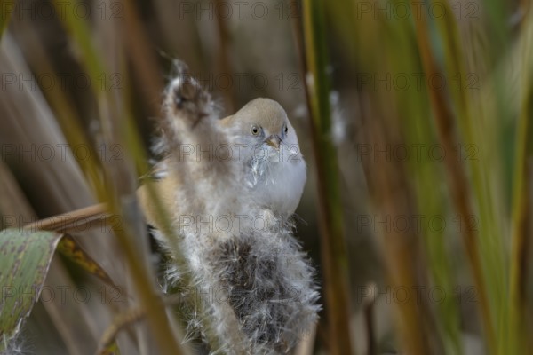 A female bearded tit (Panurus biarmicus) sits on a cattail and eats its seeds, reed dweller, Denmark