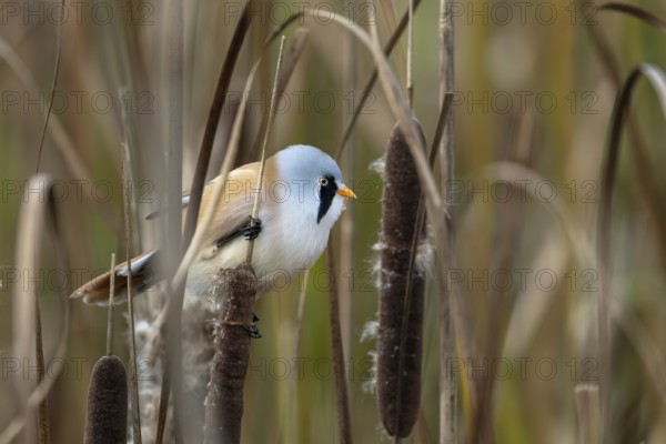 A male bearded tit (Panurus biarmicus) sits on a cattail and eats its seeds, reed dweller, Denmark