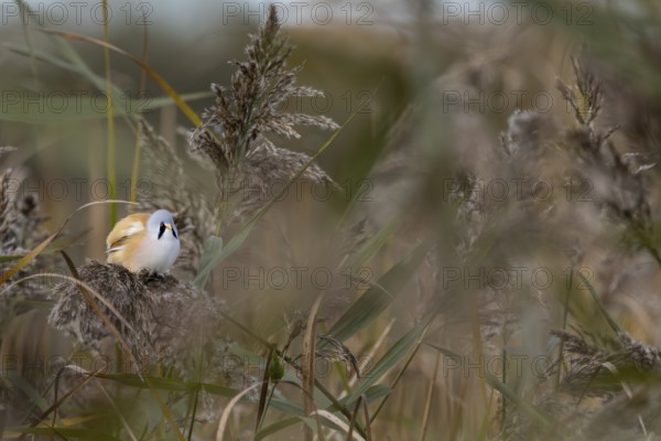 A male bearded tit (Panurus biarmicus) enjoys a moment of rest on a reed stalk, reed dweller, Denmark