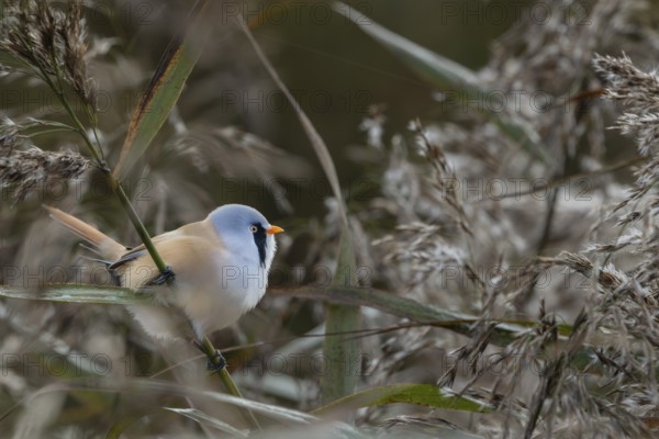 A male bearded tit (Panurus biarmicus) foraging among reeds, reed dweller, Denmark