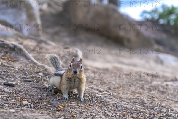 Curious chipmunk pauses on the rocky terrain near lake minnewanka, its small form contrasting with the grandeur of banff national park's mountainous landscape