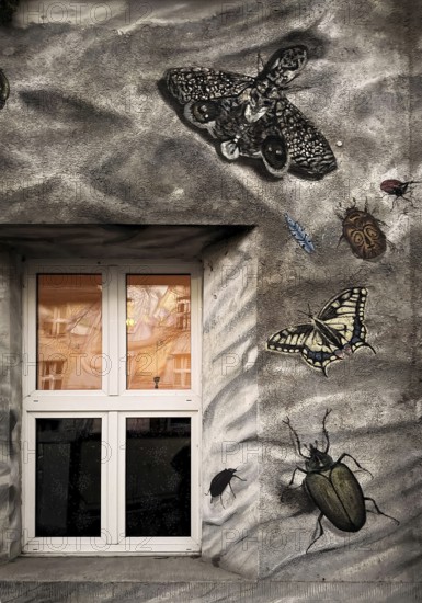 Kiefernstraße, residential street of the left-wing alternative scene with street art on house facades in the morning, Düsseldorf, North Rhine-Westphalia, Germany