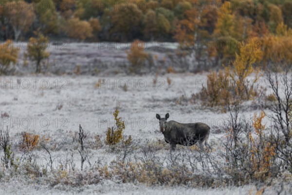 Temperatures below freezing can already be expected in Norway in September and, with a lot of luck, a cow moose (Alces alces) can be seen early in the morning in the colourful autumn landscape, rutting season, Ruska, autumn, Norway