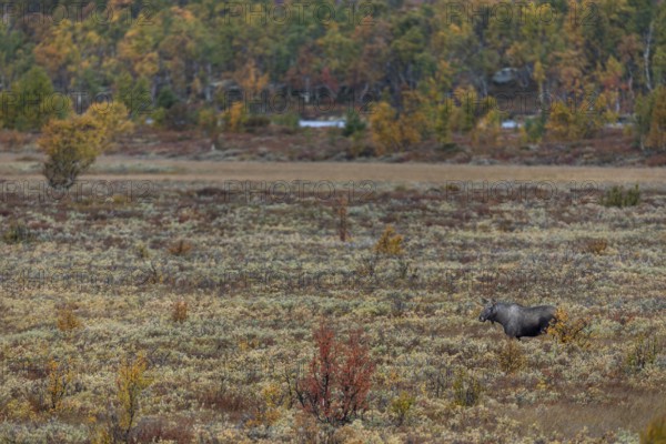 At the end of September, a few days in front of the start of the rut, bull moose (Alces alces) often travel long distances in search of rutting females, rutting season, Ruska, autumn, Norway