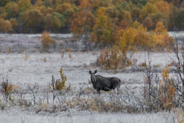 A cow moose (Alces alces) in the early morning in an autumn landscape with hoarfrost, rutting season, Ruska, autumn, Norway