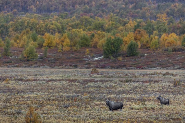 A last year's male moose (Alces alces) has joined a slightly older bull moose, rutting season, Ruska, autumn, Norway