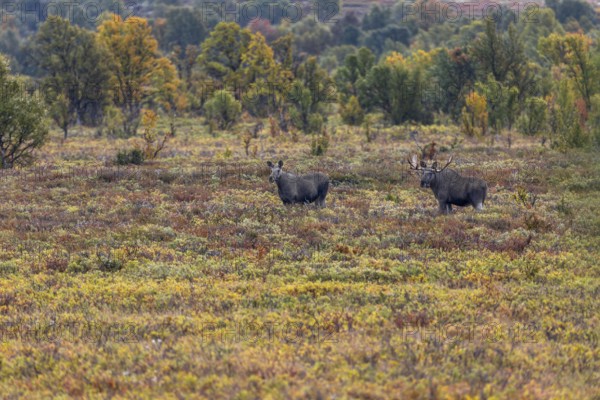 The moose bull (Alces alces) shows a clear interest in the moose cow, which is not yet in heat, rutting season, Ruska, autumn, Norway