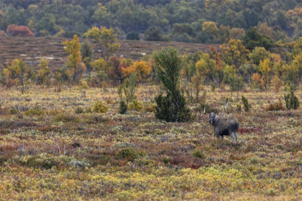 A bull moose (Alces alces) searches for food in a swampy area, rutting season, Ruska, autumn, Norway