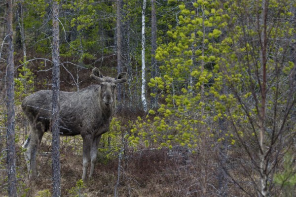 A bull moose (Alces alces) in the Swedish taiga, May, Sweden