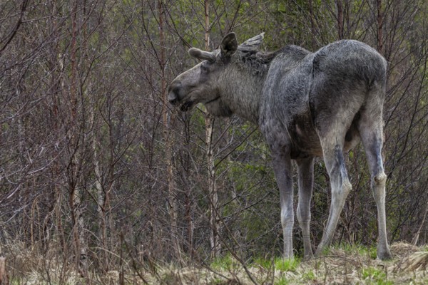 Bull moose (Alces alces) grazing the first fresh leaves of birch trees, May, Sweden