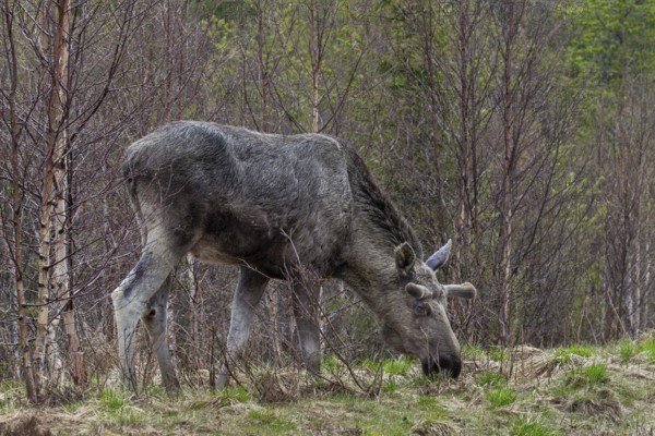 The bull moose (Alces alces) in the bast grazing the first fresh greenery along the roadside, May, Sweden