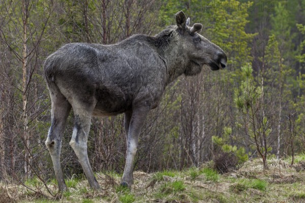 The bull moose (Alces alces) grows new antlers, May, Sweden