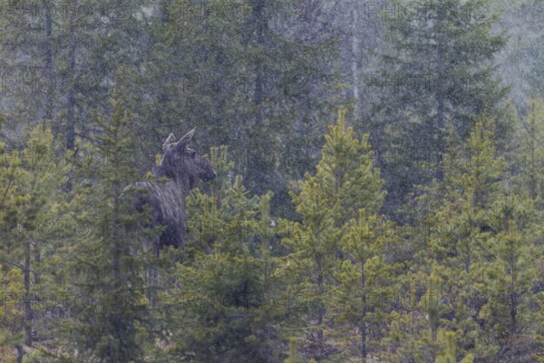 The heavy rain shower does not seem to bother the moose (Alces alces), May, thunderstorm, Sweden