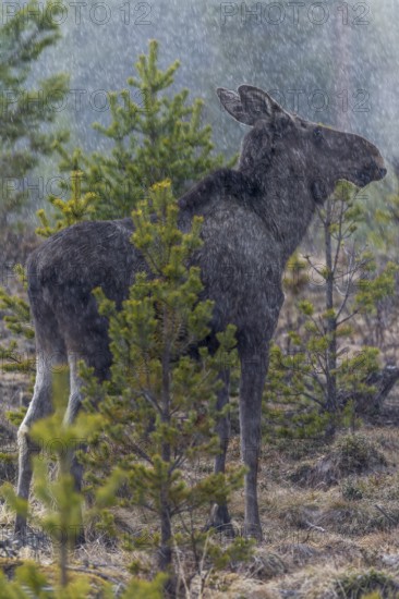 The heavy rain shower does not seem to bother the moose (Alces alces), May, thunderstorm, Sweden