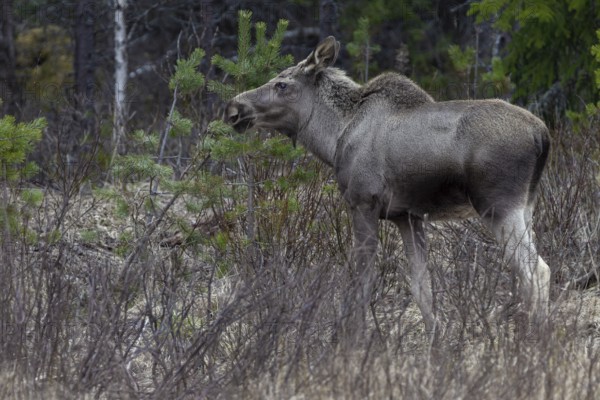 In May, the fresh green in central Sweden is still a long time coming, until then the moose calf (Alces alces) will have to make do with fresh shoots from trees, May, Sweden