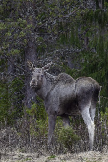 While the cow moose (Alces alces) retreats into the undergrowth as soon as I arrive, the calf continues to graze confidently and barely notices me, May, Sweden