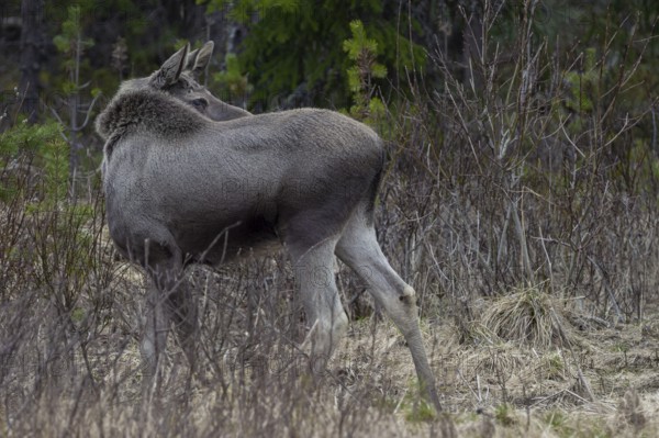 With a quick glance, the moose calf (Alces alces) makes sure that its mother is nearby, May, Sweden