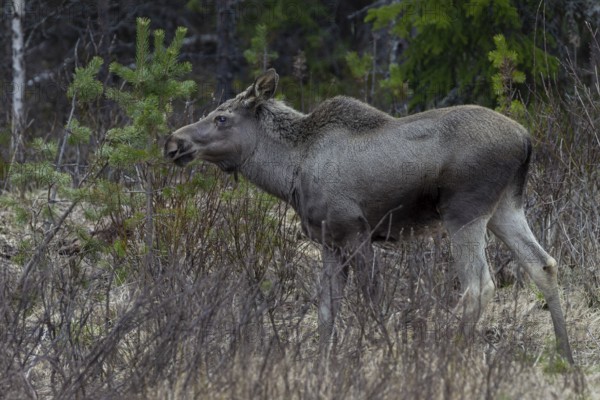 An alert eyed moose calf (Alces alces), May, Sweden