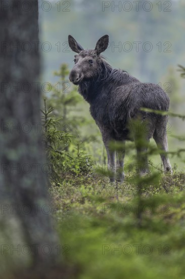 In the late afternoon, the young bull moose (Alces alces) becomes active again and starts looking for food, May, Sweden