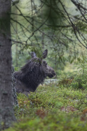 The young bull moose (Alces alces) has found a place to rest, May, Sweden