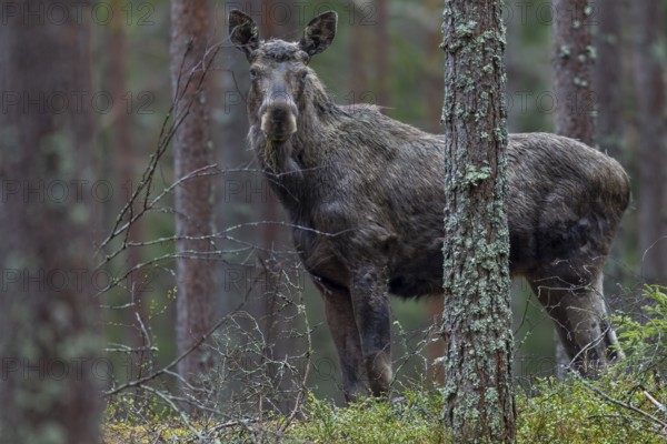 Young bull moose (Alces alces) looking attentively at the photographer, May, Sweden