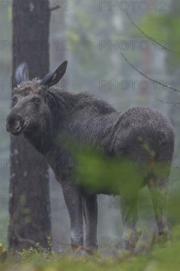 A young bull moose (Alces alces) in Sweden, May, Sweden