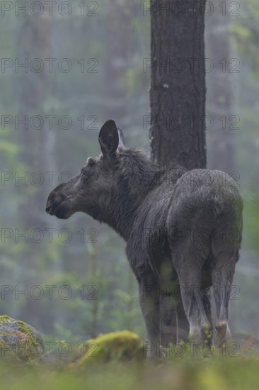 The young bull moose (Alces alces) grows its first antlers, recognisable by the small bump between the eye and ear, May, Sweden