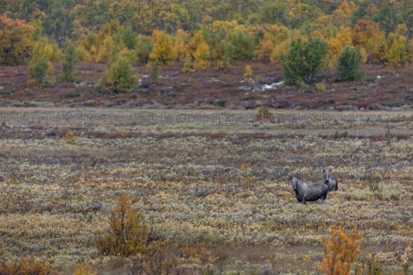 A last year's male moose (Alces alces) has joined a slightly older bull moose, such behaviour is not unusual, rutting season, Ruska, autumn, Norway
