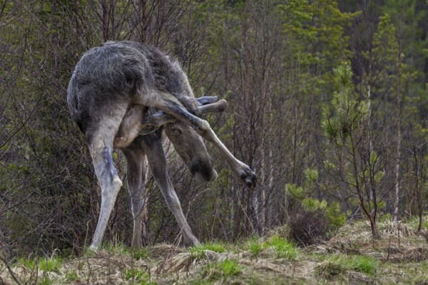 With its antlers, the bull moose (Alces alces) can also scratch itself in hard-to-reach places, May, fur care, Sweden