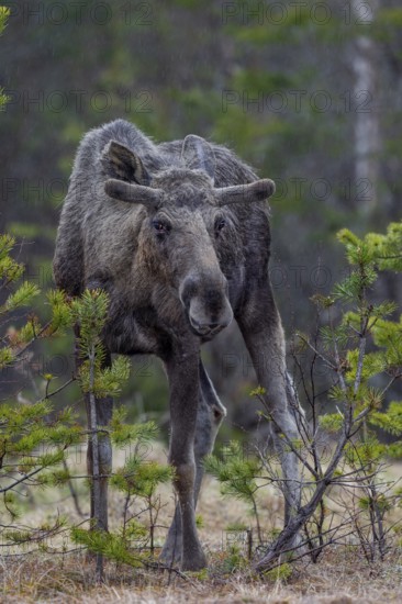 Moose (Alces alces) like to feed on young tree shoots and fresh leaves of birches, willows and poplars in spring, this bull moose in the bast still has to wait for that, May, Sweden