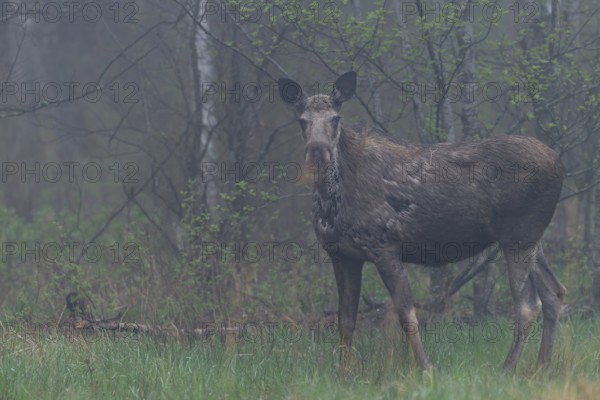 A moose cow (Alces alces) grazing the fresh grass on a forest meadow in the early morning, May, morning mist, Sweden