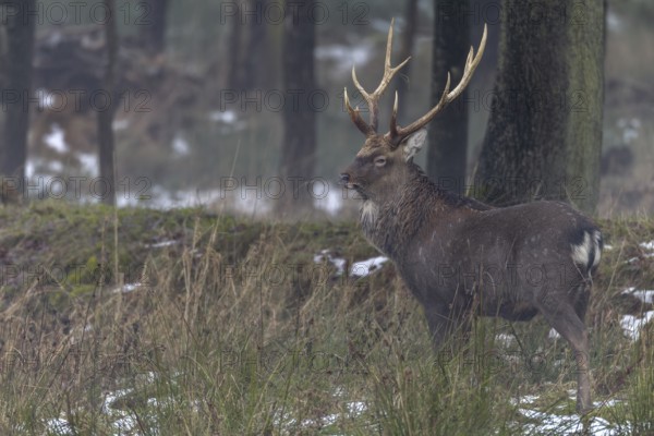 Sika deer (Cervus nippon) standing securely at the edge of the forest, subspecies Manchurian sika deer, winter, cold, frost, Germany