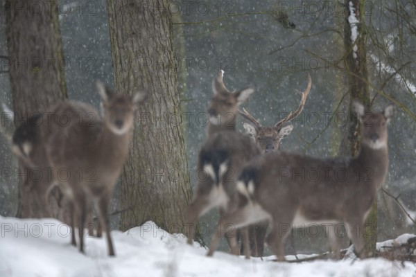 Sika deer herd (Cervus nippon) in the winter forest, subspecies Manchurian sika deer, winter, snowfall, cold, frost, Germany