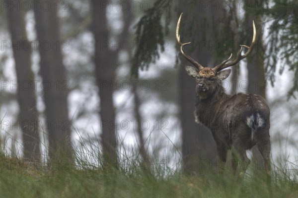 A sika deer (Cervus nippon) standing securely at the edge of the forest, subspecies Manchurian sika deer, Germany